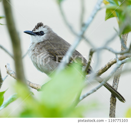Grey Tufted Bird On a Tree 119775103