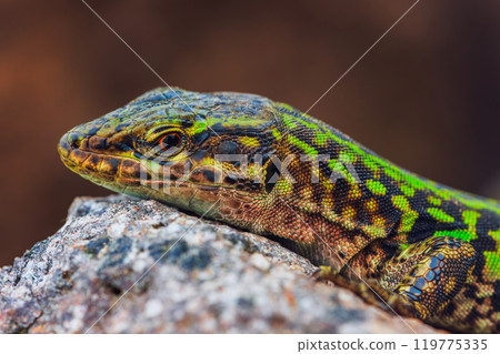 Italian wall lizard or ruin lizard - Podarcis siculus 119775335