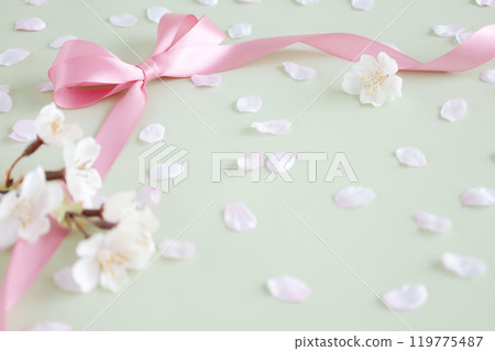 Cherry blossoms with scattered petals and pink ribbon frame on a mint green background 119775487