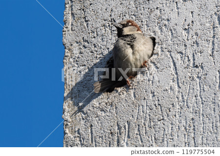 sparrow sits in a nest in the wall of a house that is lined with insulation sparrow sits in a nest in the wall of a house that is lined with insulation 119775504
