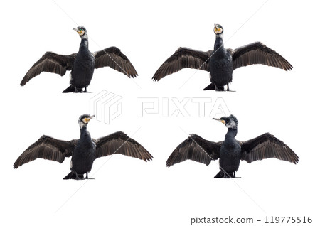 cormorants with spread wings isolated on white background cormorants with spread wings isolated on white background 119775516