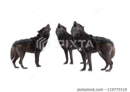 three howling wolf winter isolated on a white background. 119775519