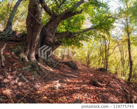 Trekking trail in the wild forest. Old beech in autumn Trekking trail in the wild forest. Old beech in autumn 119775743