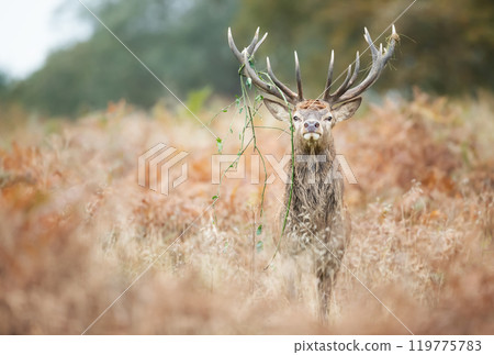 Dominant red deer stag standing with grass on antlers during the rut in autumn 119775783