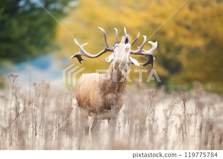 Red deer stag calling during the rut in autumn 119775784