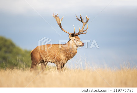 Red deer stag standing in grass during the rut in autumn 119775785