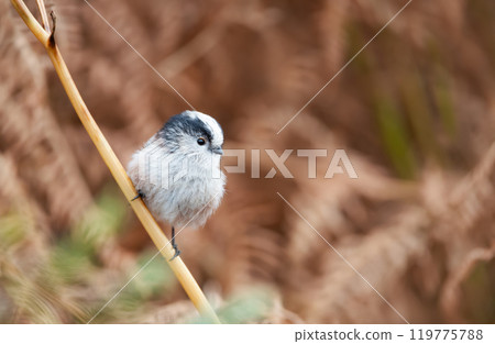 Long-tailed tit perched on a twig Long-tailed tit perched on a twig 119775788