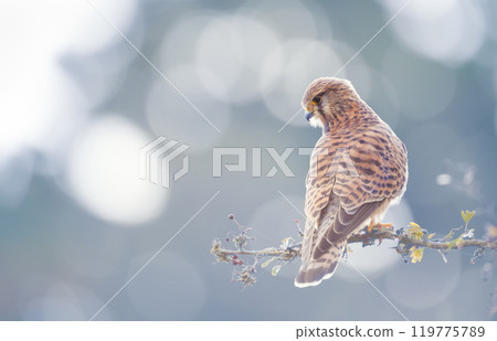 Common kestrel perched on a tree branch against bokeh background 119775789