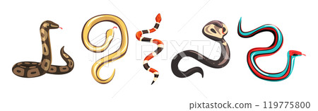 Venomous Snake and Serpent of Different Type Vector Set 119775800