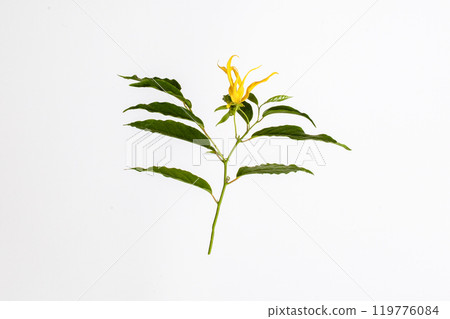 Cananga odorata flower plant Cananga odorata flower plant 119776084