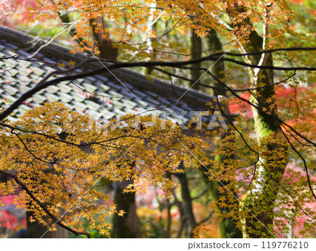 Fall foliage in Zuihoji Park, Kobe, Japan Fall foliage in Zuihoji Park, Kobe, Japan 119776210