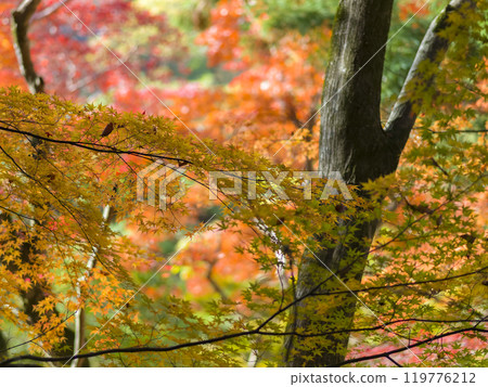 日本瑞鳳寺公園的秋葉 日本瑞鳳寺公園的秋葉 119776212