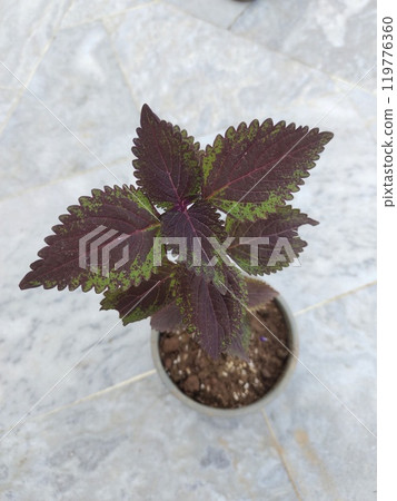 Coleus variety green maroon leaves 119776360