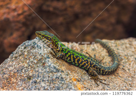 Italian wall lizard or ruin lizard - Podarcis siculus 119776362
