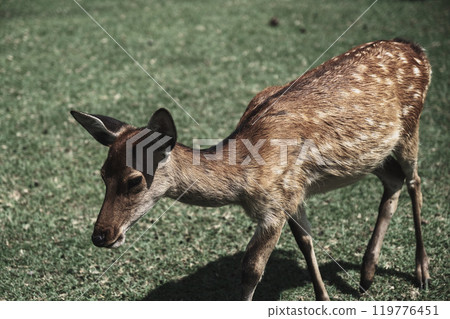 [Nara Park] Cute deer 119776451