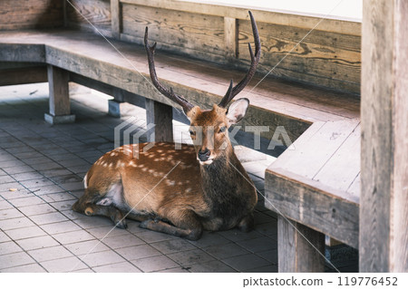 [Nara Park] A deer relaxing next to a bench 119776452