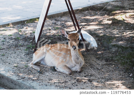 [Nara Park] A deer sitting in a relaxed position 119776453
