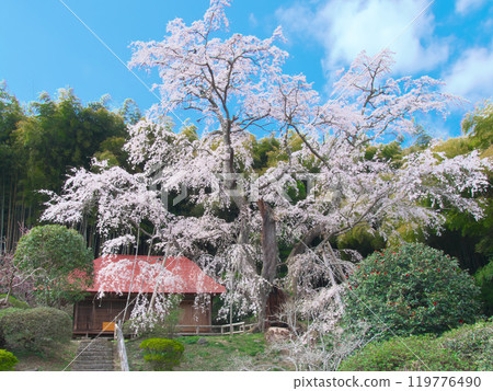 A single cherry tree - Sesson-an's Sesson-zakura (April 2021) A single cherry tree - Sesson-an's Sesson-zakura (April 2021) 119776490