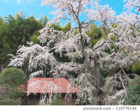 A single cherry tree - Sesson-an's Sesson-zakura (April 2021) A single cherry tree - Sesson-an's Sesson-zakura (April 2021) 119776546