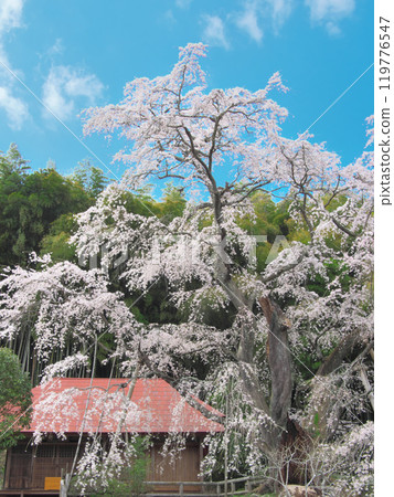 A single cherry tree - Sesson-an's Sesson-zakura (April 2021) A single cherry tree - Sesson-an's Sesson-zakura (April 2021) 119776547