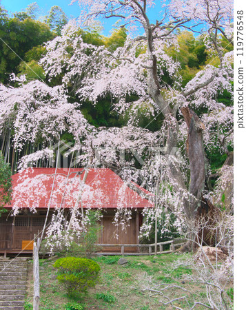 單株櫻花 - 雪園的雪村櫻（2021 年 4 月） 119776548