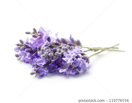 Lavender flower on white backgrounds 119776556