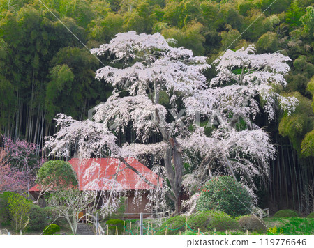 單株櫻花 - 雪園的雪村櫻(2021 年 4 月) 單株櫻花 - 雪園的雪村櫻(2021 年 4 月) 119776646