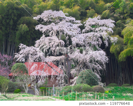 A single cherry tree - Sesson-an's Sesson-zakura (April 2021) A single cherry tree - Sesson-an's Sesson-zakura (April 2021) 119776648