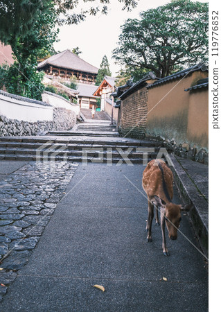 [Nigatsudo] The approach to the main hall and cute deer 119776852