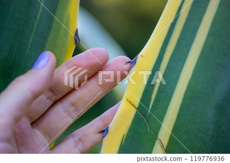 Human's hand touching sharp prickly thorns of Agave americana plant. Succulent, cactus dangerous desert plants grows in Mexico. Agave plantation. Striped green yellow leaves. Visit a garden greenhouse 119776936
