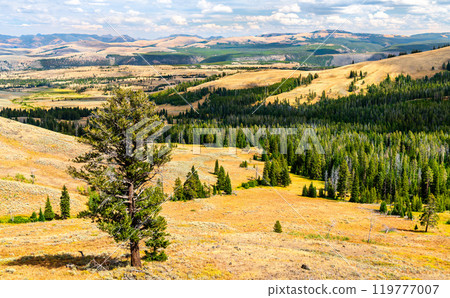 Expansive Landscape of Washburn Meadows in Yellowstone National Park, Wyoming, United States Expansive Landscape of Washburn Meadows in Yellowstone National Park, Wyoming, United States 119777007
