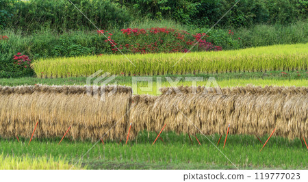 Landscape of Inada in autumn Landscape of Inada in autumn 119777023
