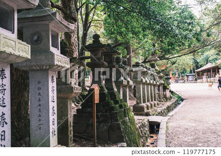 [Kasuga Taisha Shrine] A scene of lanterns lined up 119777175