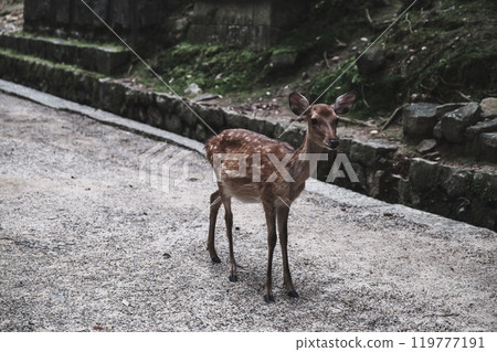 [Kasuga Taisha Shrine] Cute deer 119777191