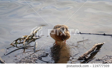 A lone duck stands at the edge of a pond, surrounded by scattered sticks and rippling water, enjoying a quiet moment by the wate's edge. A lone duck stands at the edge of a pond, surrounded by scattered sticks and rippling water, enjoying a quiet moment by the wate's edge. 119777309