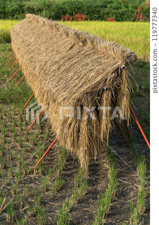 Autumn rice field view 119777340