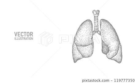 Anatomical human lungs line art silhouette. Healthy medicine against smoking concept design world no tobacco day tuberculosis drawing vector illustration Anatomical human lungs line art silhouette. Healthy medicine against smoking concept design world no tobacco day tuberculosis drawing vector illustration 119777350
