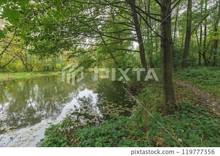 river in the forest 119777356