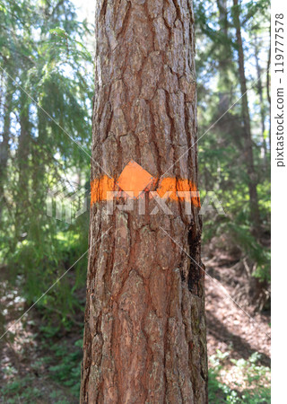 yellow trail mark on tree bark 119777578