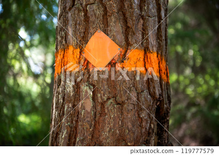 yellow trail mark on tree bark 119777579