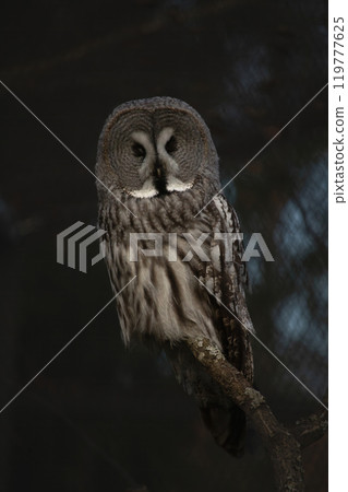 Lapland Owl Strix nebulosa with closed eyes Lapland Owl Strix nebulosa with closed eyes 119777625