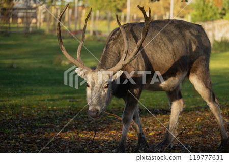 Pere David's deer (Elaphurus davidianus) Pere David's deer (Elaphurus davidianus) 119777631