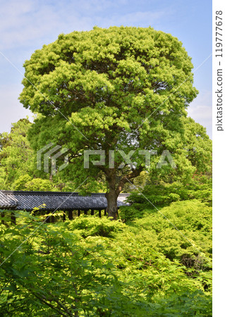 Large tree at Tofukuji Temple 119777678