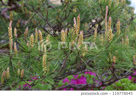 Pine cones baby Pine cones baby 119778045