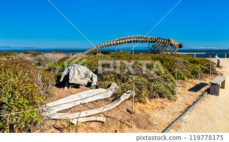 Gray whale skeleton and bones on display at a Marine Laboratory of the University of California, Santa Cruz, United States Gray whale skeleton and bones on display at a Marine Laboratory of the University of California, Santa Cruz, United States 119778175
