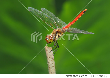 Akiakane (male) 119778412