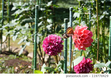 紅色大麗花和蝴蝶 119778429