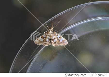 Mulberry Borer Mulberry Borer 119778526