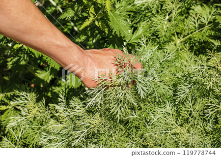 Closeup of fresh growing sweet wormwood (Artemisia Annua, sweet annie, annual mugwort) grasses in the wild field, Artemisinin medicinal plant, natural green grass leaves texture wallpaper background Closeup of fresh growing sweet wormwood (Artemisia Annua, sweet annie, annual mugwort) grasses in the wild field, Artemisinin medicinal plant, natural green grass leaves texture wallpaper background 119778744