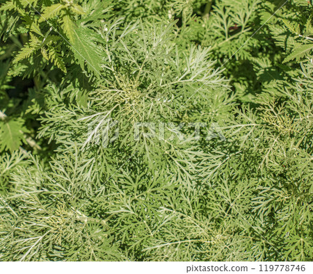 Closeup of fresh growing sweet wormwood (Artemisia Annua, sweet annie, annual mugwort) grasses in the wild field, Artemisinin medicinal plant, natural green grass leaves texture wallpaper background 119778746
